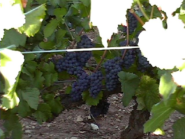 raisin.jpg (49722 octets)