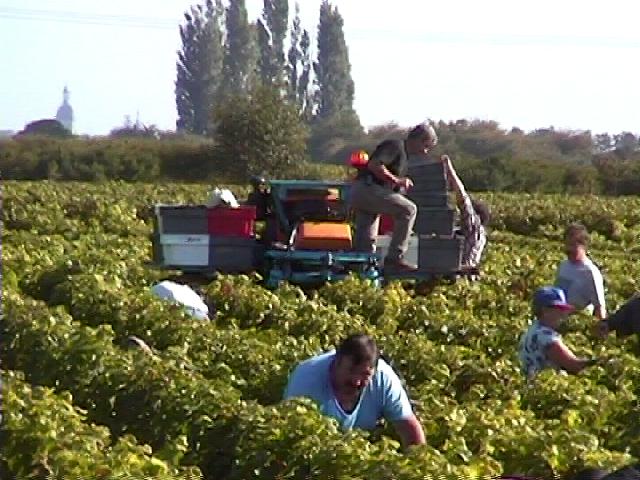 tracteurcoupeur.jpg (63692 octets)
